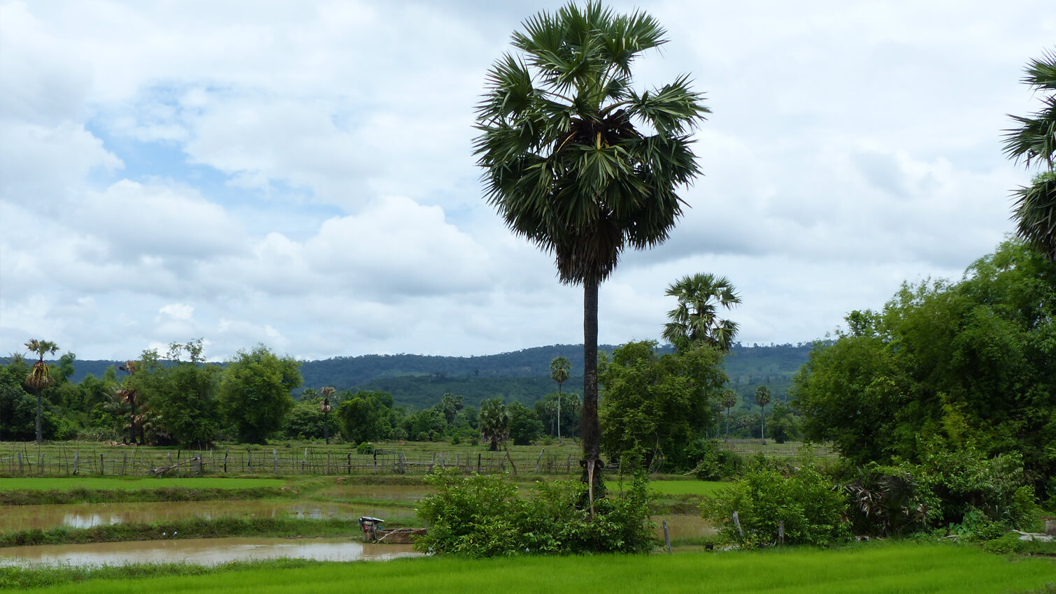 RiziÃ¨re au Cambodge riz complet coopÃ©rative PMUAC